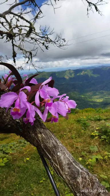 Colombia Las Hermosas (Filter)