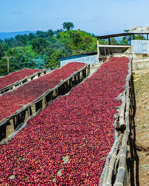 Ethiopia Natural Shakiso Grade 1