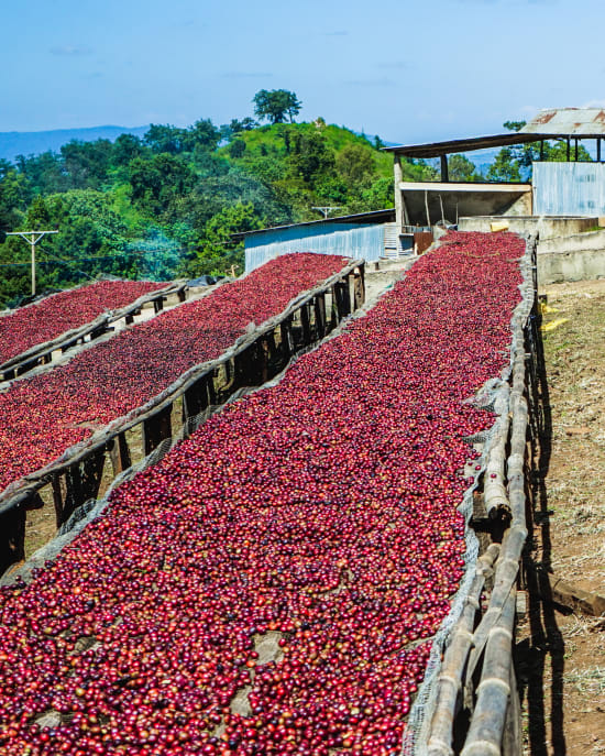 Ethiopia Natural Shakiso Grade 1