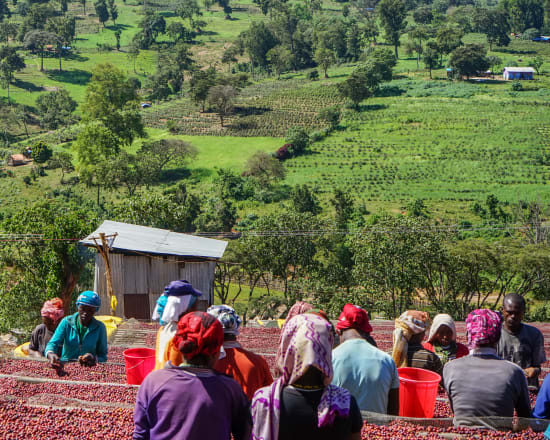 Ethiopia Natural Shakiso Grade 1