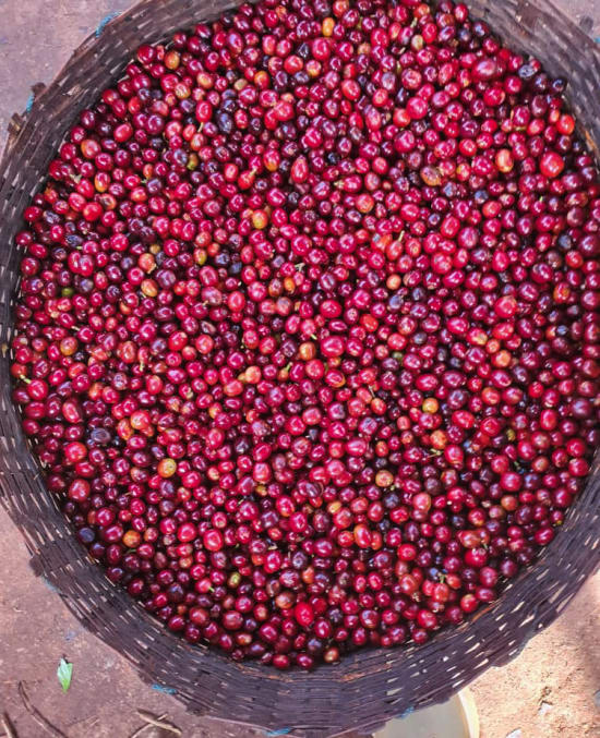 Ethiopia Natural Shakiso Grade 1